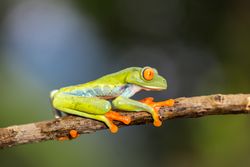 Tropical frog on tree twig