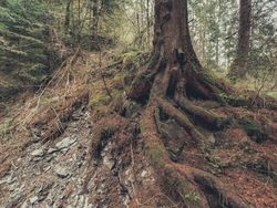 Roots of old tree growing in wild area