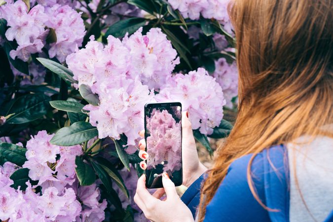 Woman picturing blooming flowers