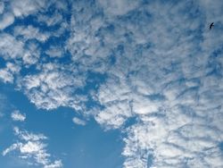 blue sky with swallows