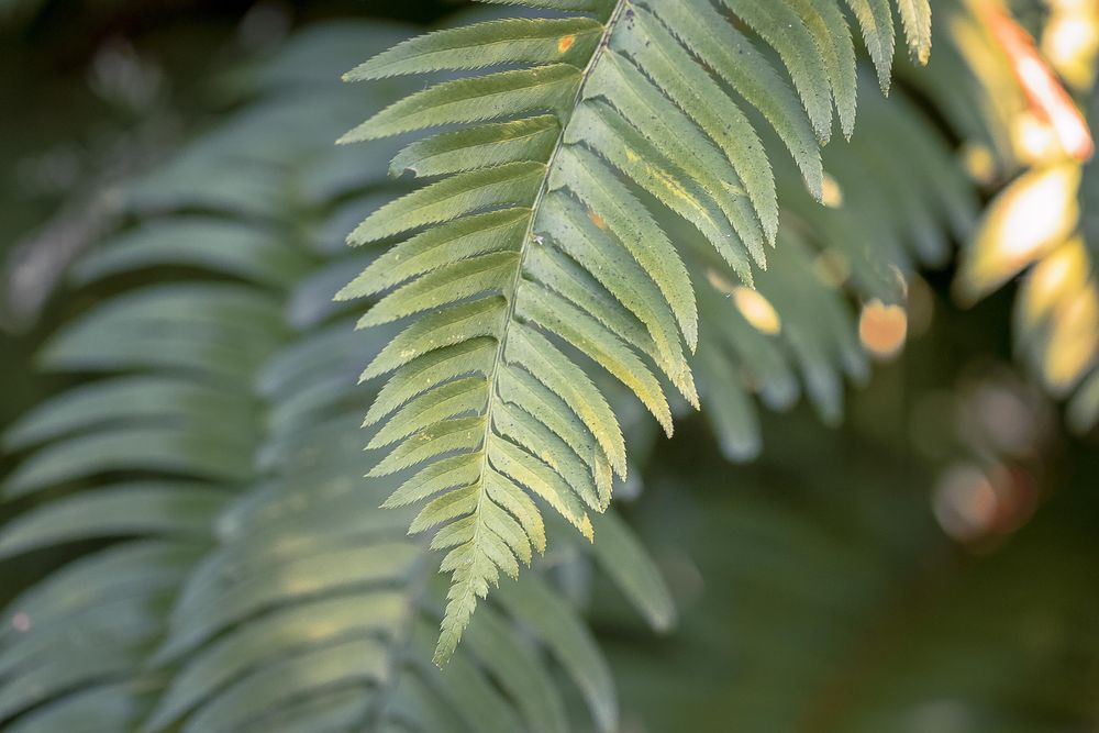 Close up of green fern leaf on tree