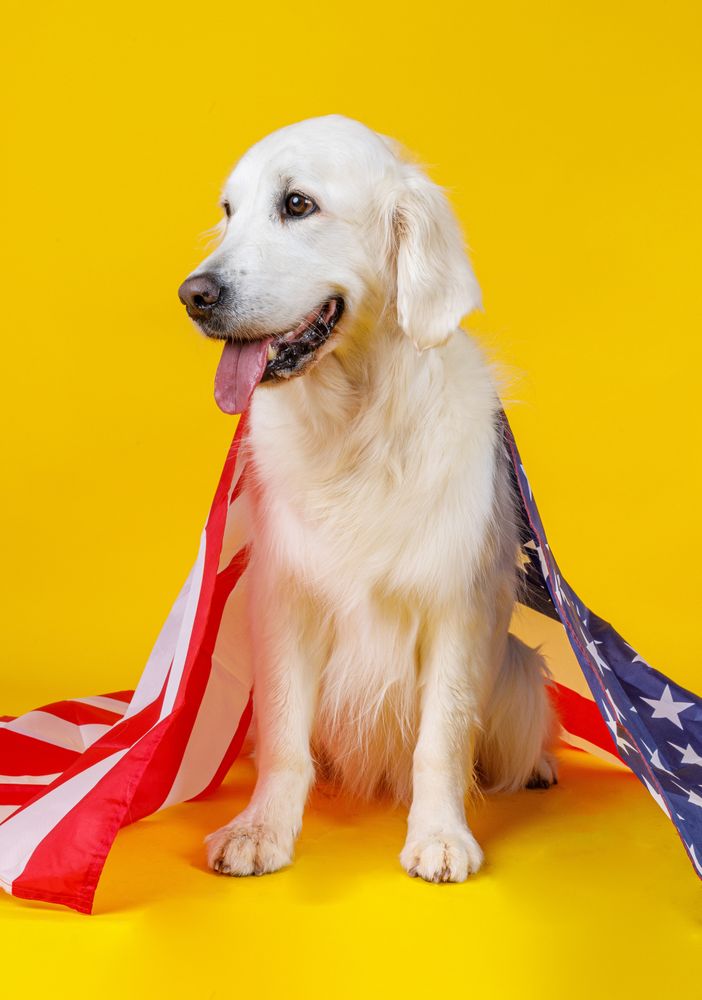 dog covered with American flag