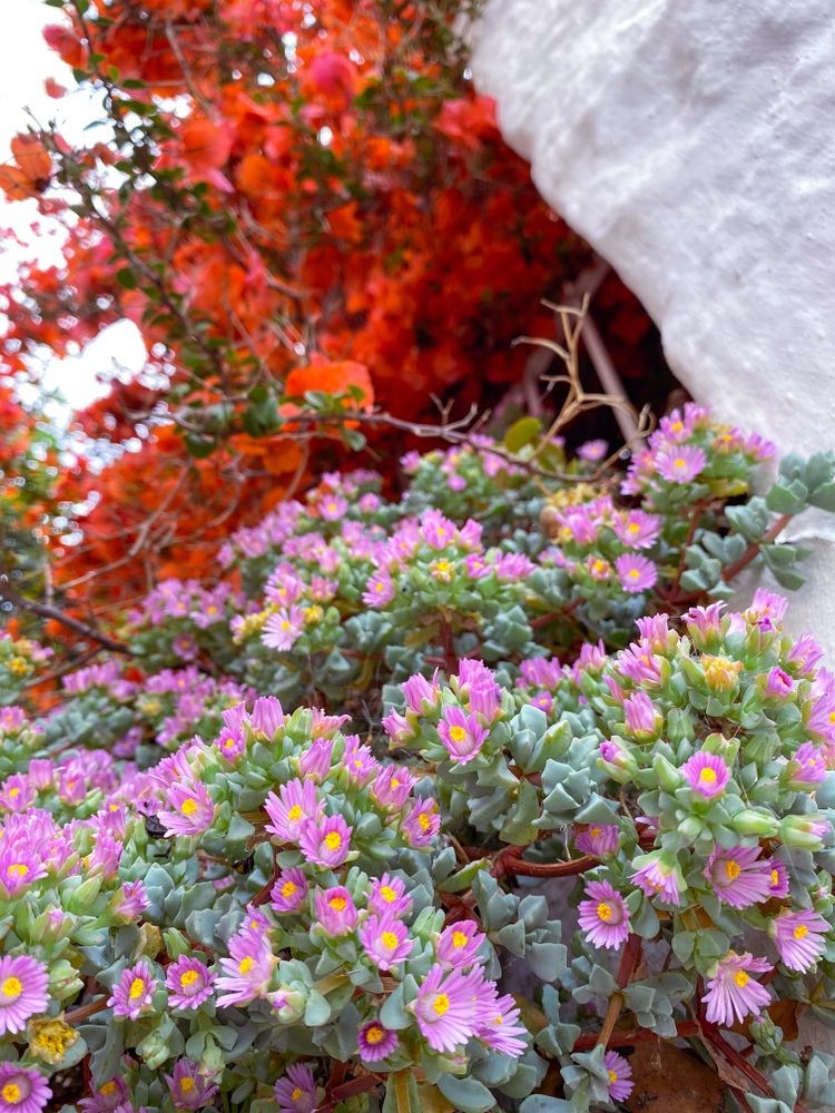 Flowering Oscularia deltoides below Orange Bougainvilleas