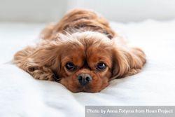 Cavalier spaniel resting with head in paws 4BJzd4