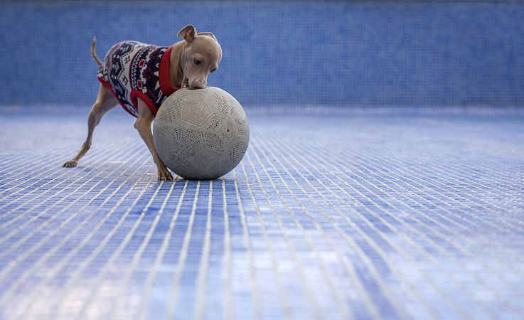 Italian greyhound dog playing in the pool with a ball