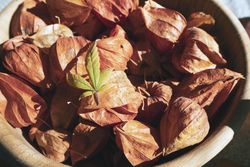 Close up bowl of physalis fruit in bowl