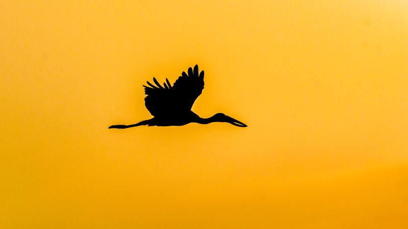 Silhouette of bird flying in orange sky