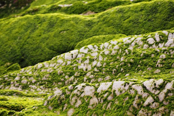 Stony hill covered with moss
