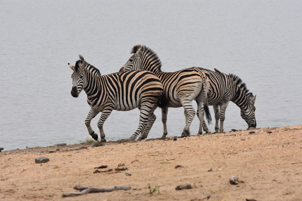 Zebras drinking at waterside