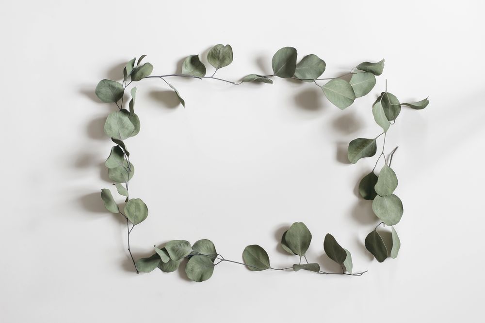 Green floral square frame made of dry eucalyptus tree leaves and branches