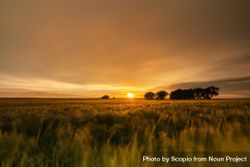 Grass field at sunset 5X8XK5