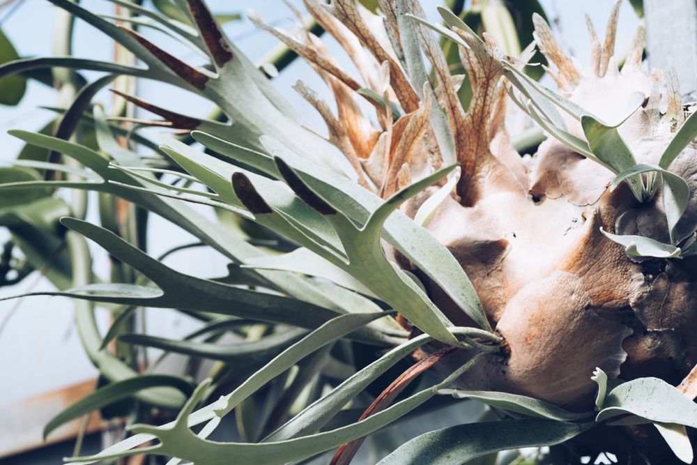 Exotic growing plant in greenhouse