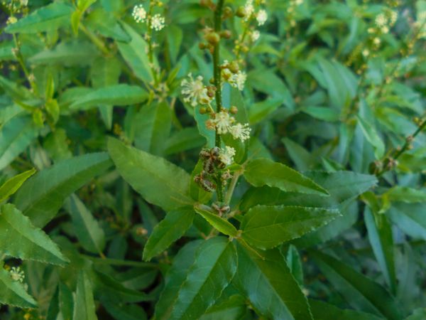 Croton bonplandianus Baill