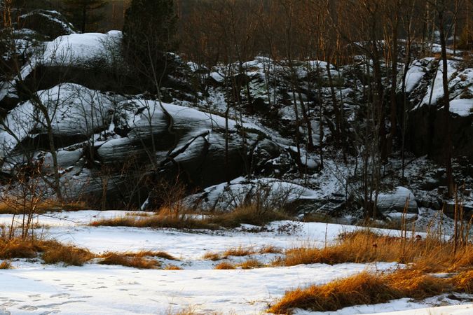 Dramatic leafless forest on rocky slope