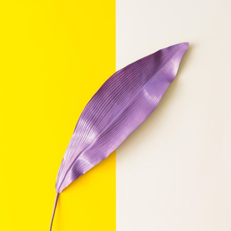 Purple painted tropical leaf on bright background