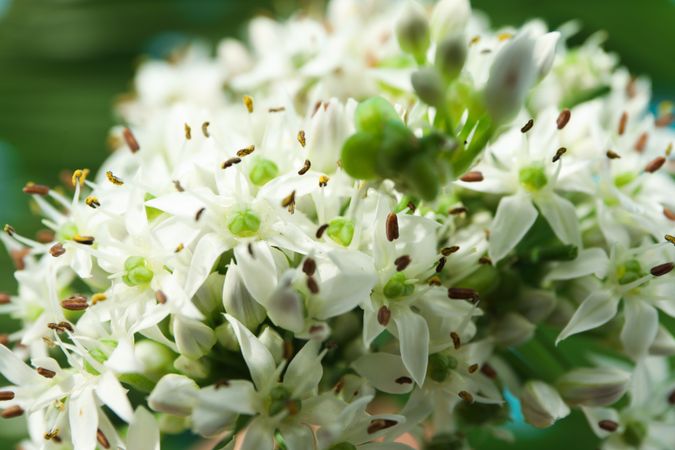 Allium flower on blurred  background of palm leaves, closeup