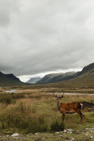 Beautiful deer on Scottish pasture