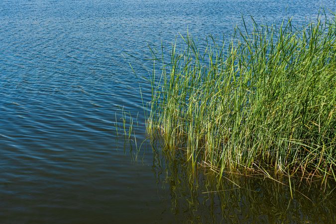 Lake landscape in summer