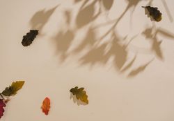 Fall leaves with shadows on sand pastel background