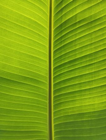 banana leaf texture with natural light