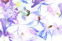 Purple-blue flowers with swirls on light background