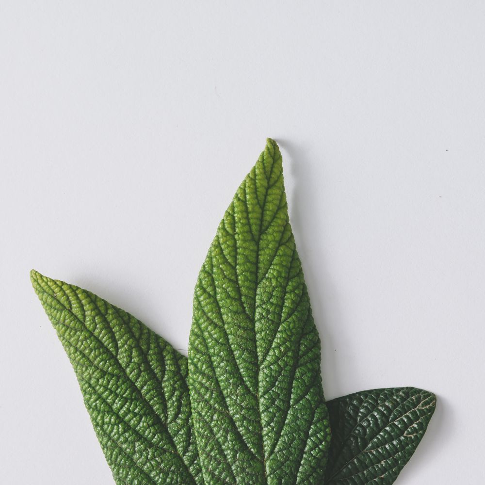 Green leaves on light background