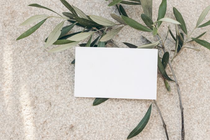 Blank business card on textured background with olive tree branch