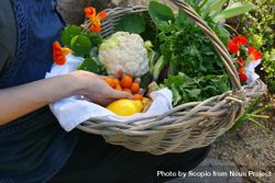 Person holding basket with vegetables 5r1N70