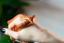 Corn snake wrapped around female hand