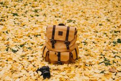 Backpack and camera on autumn leaves background
