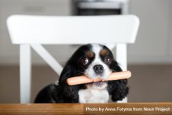 Cavalier spaniel with hot dog in his mouth on a chair 4BJKx4
