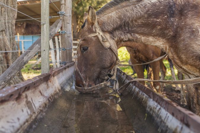 Horses drinking water in long drinker on barnyard