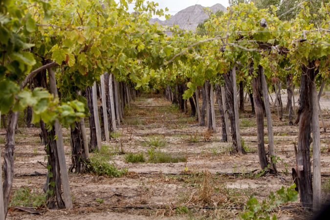 Ripening grape at vineyard