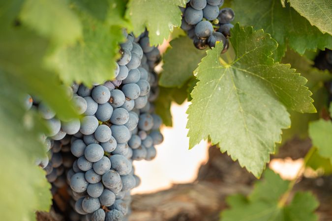 Vineyard with Lush, Ripe Wine Grapes on the Vine Ready for Harvest