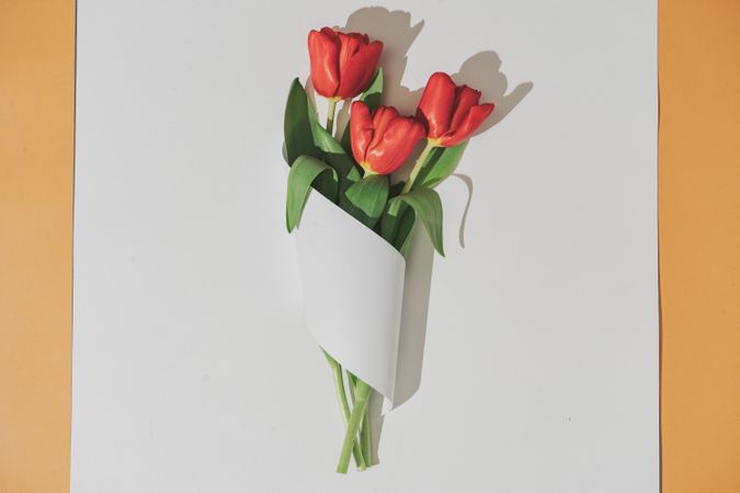 Tulips wrapped in light  paper card note