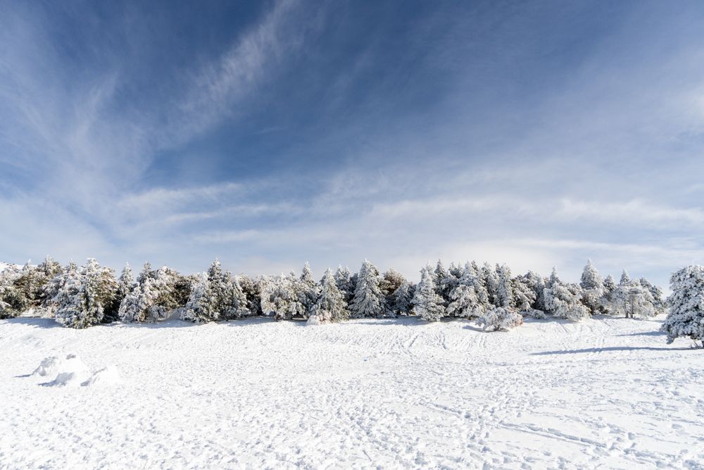 Beautiful snow pine trees in ski resort of Sierra Nevada