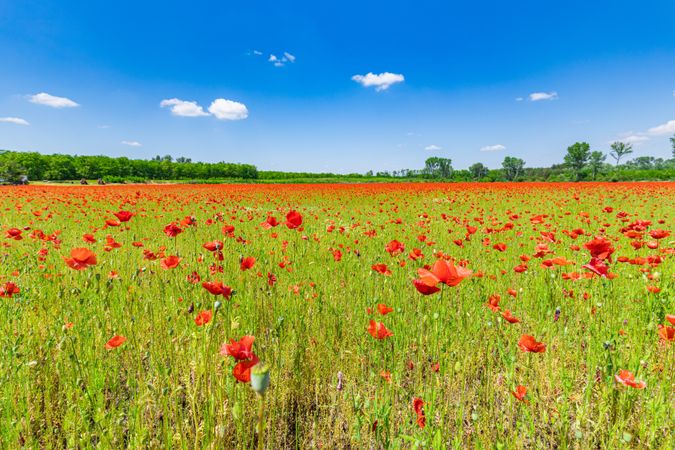 Poppies in a field surrounded by trees