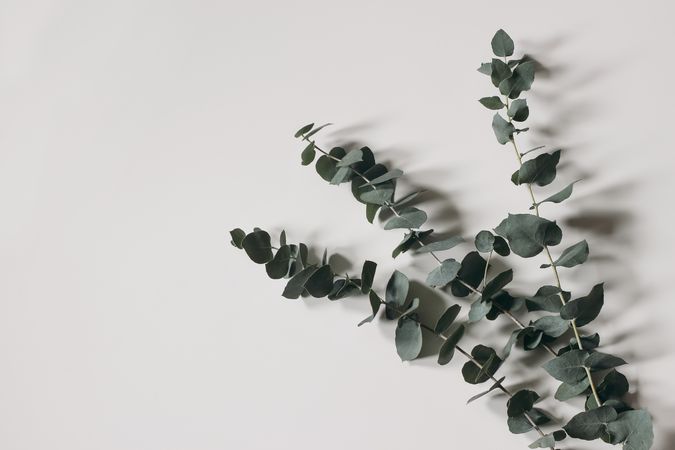 Eucalyptus branches isolated on paper background