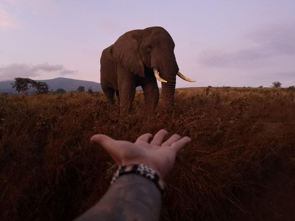 Cropped image of a hand reaching out a brown elephant