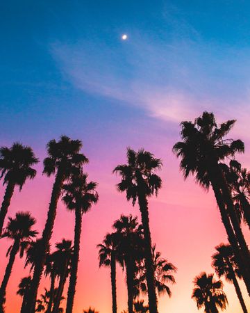 Silhouette of palm trees under sunset sky