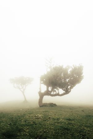 A bending madeira tree surrounded by fog