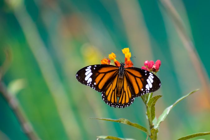 A beautiful orange Striped Tiger Butterfly perched on a bunch of flowers at a park in Mumbai, India