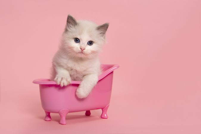 Cute ragdoll cat kitten sitting in a pink bathtub on a pink background