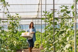 Smiling farmer carrying crate with crop in greenhouse