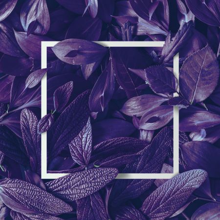 Tropic purple leaves layout with light  frame