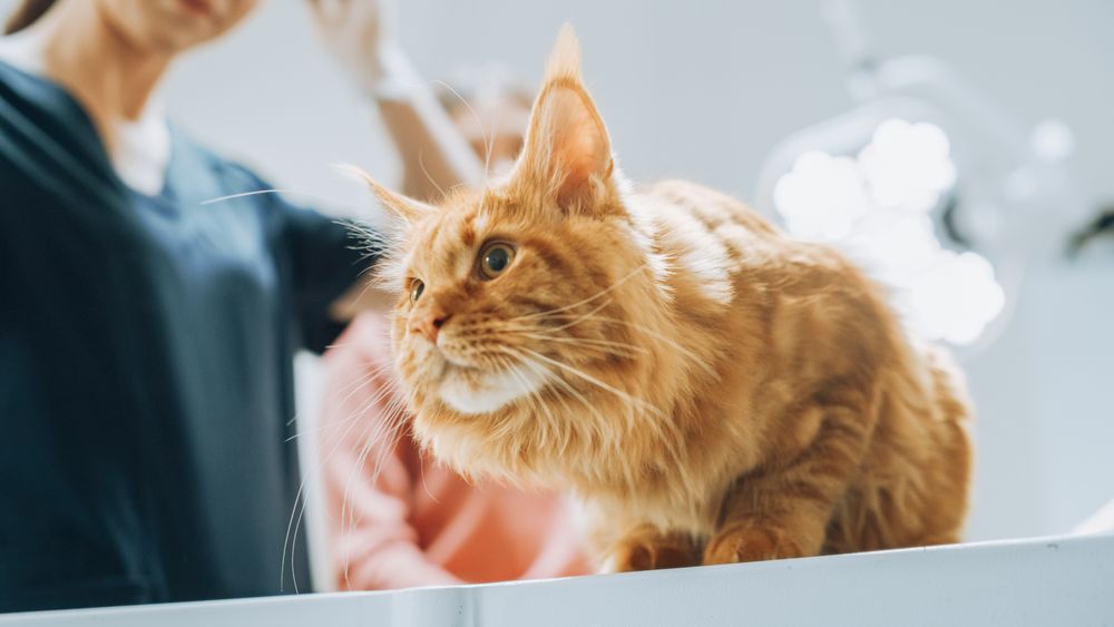 Cat Sitting on the Examination Table, Veterinarians Preparing for Medical Procedure