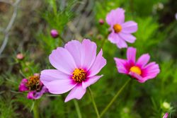 Delicate pink flowers growing outside in field