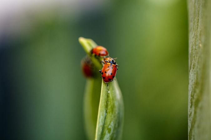 Three red lady bugs on leaf