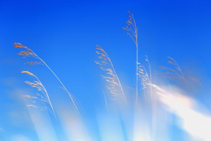 Transparent golden twigs on blue sky