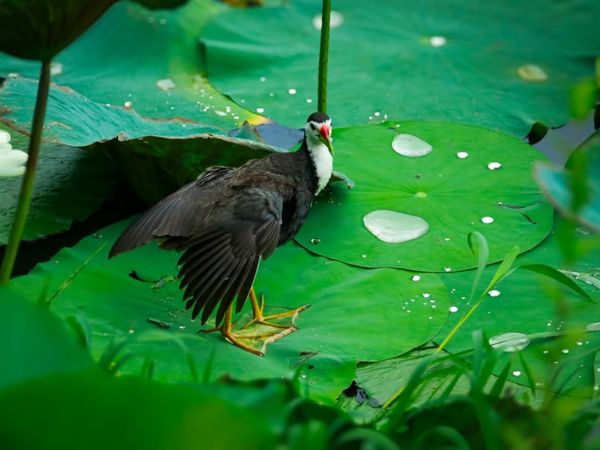 Waterhen bird walking on vibrant green lotus leaves with water droplets